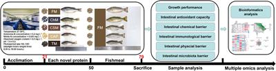 Multi-omics approach to study the dual effects of novel proteins on the intestinal health of juvenile largemouth bass (Micropterus salmoides) under an alternate feeding strategy